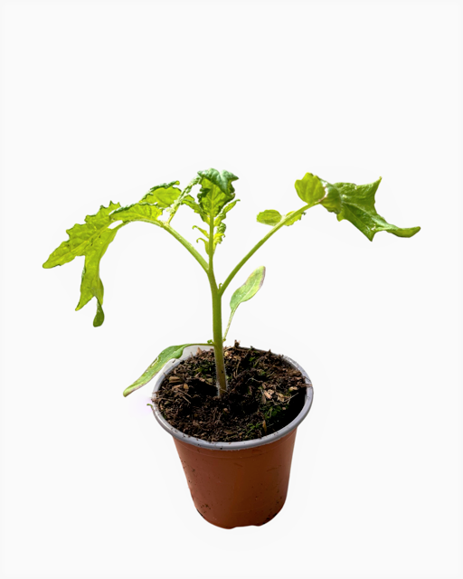 Fruit - Solanum lycopersicum 'Roma Tomato' (3.5 Inch)