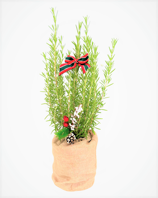 Christmas - Rosemary (1 Gallon Bag, Bow and Pick) Product vendor