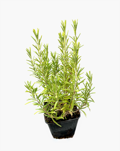 Ornamental Herb - Rosmarinus officinalis 'Rosemary' (4 Inch) Product vendor