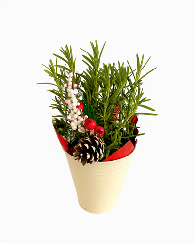 Christmas -Rosemary (5 Inch Tin) Product vendor