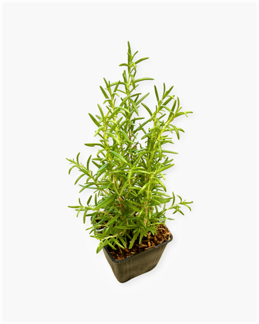 Ornamental Herb - Rosmarinus officinalis 'Barbeque' (4 Inch)