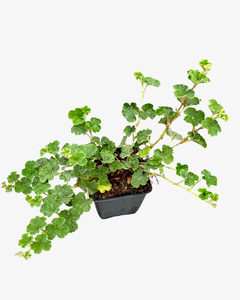 Ground Cover - Rubus calycinoides 'Creeping Raspberry' (4 Inch)