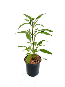 Perennial - Rudbeckia fulgida 'Goldsturm' (1 Gallon)
