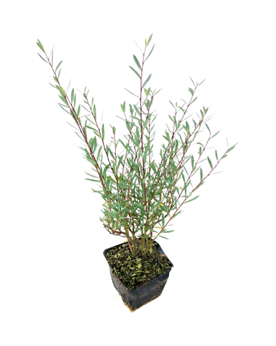 Shrub - Salix purpurea nana 'Purple Willow' (4 Inch) Product vendor