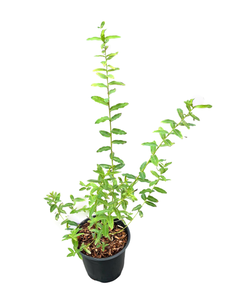 Shrub - Salix integra 'Variegated Japanese Willow' (1 Gallon)
