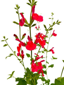 Perennial - Salvia microphylla 'Hot Lips' (4 inch)