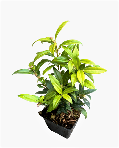 Shrub - Sarcococca hookerana 'Himalayan Sweetbox' (4 Inch) Product vendor