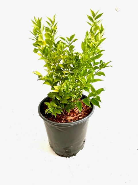 Shrub - Sarcococca ruscifolia 'Sweetbox' (1 Gallon)