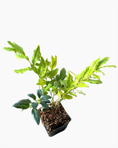 Shrub - Sarcococca ruscifolia 'Sweetbox' (4 Inch)