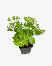 Load image into Gallery viewer, Ground Cover - Sedum spectabile 'Autumn Joy' (4 Inch) Product vendor

