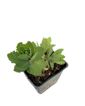 Load image into Gallery viewer, Ground Cover - Sedum spectabile 'Autumn Joy' (4 Inch) Product vendor
