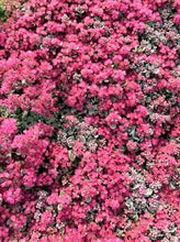 Load image into Gallery viewer, Ground Cover - Sedum hybrida &#39;Sunsparkler Blue Elf&#39; (4 Inch)
