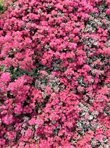 Ground Cover - Sedum hybrida 'Sunsparkler Blue Elf' (4 Inch)