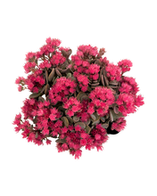 Load image into Gallery viewer, Ground Cover - Sedum hybrida &#39;Sunsparkler Blue Elf&#39; (4 Inch)
