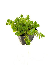 Load image into Gallery viewer, Ground Cover - Sedum spurium 'John Creech' (4 Inch) Product vendor

