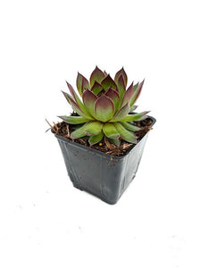 Succulent - Sempervivum 'Black Hens & Chicks' (4 Inch)