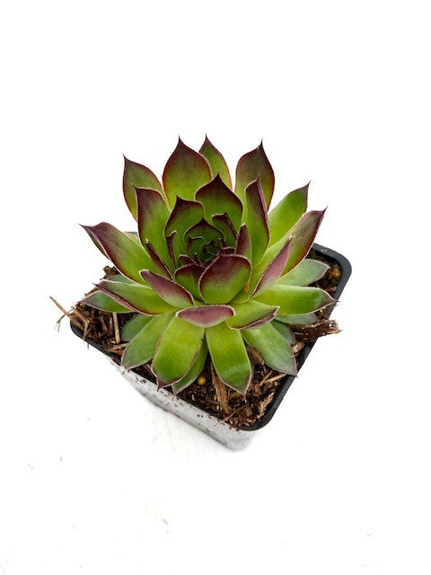Succulent - Sempervivum 'Black Hens & Chicks' (4 Inch)