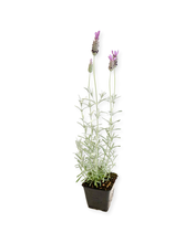 Load image into Gallery viewer, Ornamental Herb - Lavandula stoechas 'Silver Spanish Lavender' (4 Inch) Product vendor
