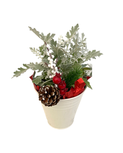 Christmas - Silverdust 'Dusty Miller' (5 Inch Tin) Product vendor
