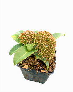 Shrub - Skimmia japonica 'Fragrant Cloud ’ (4 Inch)