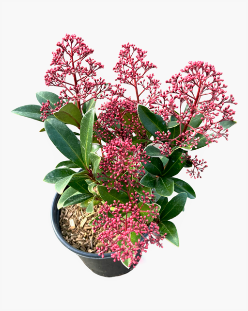 Shrub - Skimmia japonica 'Rubella’ (4 Inch)