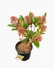 Load image into Gallery viewer, Shrub - Skimmia japonica &#39;Rubinetta’ (1 Gallon)
