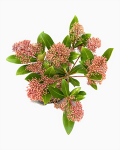 Shrub - Skimmia japonica 'Rubinetta’ (1 Gallon)