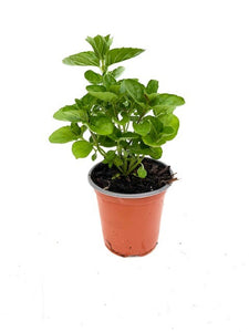 Herb - Mentha spicata 'Spearmint' (3.5 Inch)