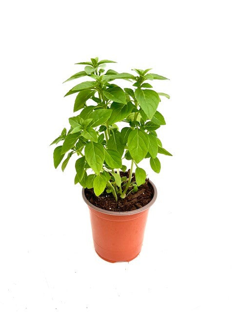 Herb - Ocimum basilicum 'Spicy Globe Basil' (3.5 Inch) Product vendor