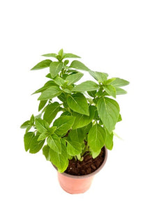 Herb - Ocimum basilicum 'Spicy Globe Basil' (3.5 Inch) Product vendor