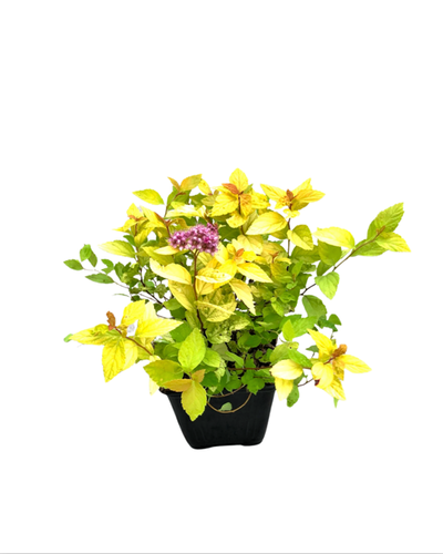 Shrub - Spiraea japonica 'Goldmound Spirea' (4 Inch) Product vendor