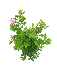 Shrub - Spiraea japonica 'Little Princess' (4 Inch)