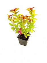 Load image into Gallery viewer, Shrub - Spiraea japonica 'Magic Carpet Spirea' (4 Inch) Product vendor
