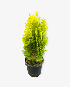 Shrub - Thuja orientalis 'Aurea Nana' (1 Gallon) Product vendor