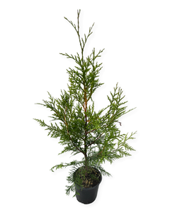 Hedging - Thuja plicata 'Excelsa Western Red Cedar' (1 Gallon)