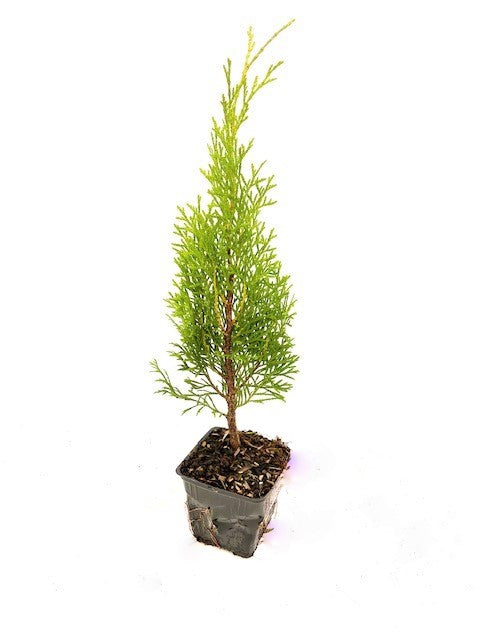 Hedging - Thuja occidentalis 'Smaragd Emerald Cedar' (4 Inch)
