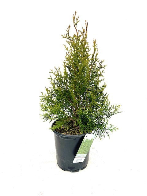 Hedging - Thuja occidentalis 'Smaragd Emerald Cedar' (1 Gallon)
