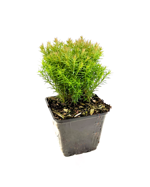 Shrub - Thuja occidentalis 'Teddy Bear' (4 Inch)