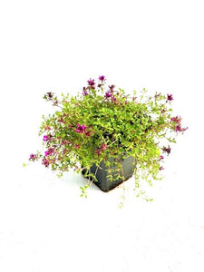 Ground Cover - Thymus praecox coccineus major 'Creeping Red Thyme' (4 Inch)