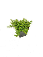 Load image into Gallery viewer, Ground Cover - Thymus vulgaris &#39;English Thyme&#39; (4 Inch)
