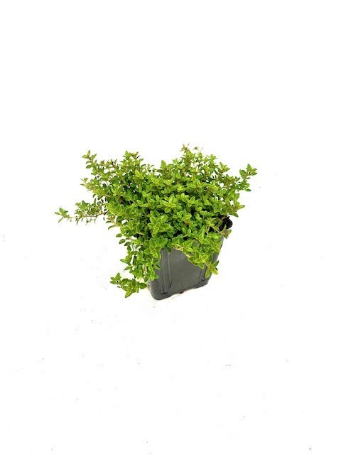 Ground Cover - Thymus vulgaris 'English Thyme' (4 Inch)