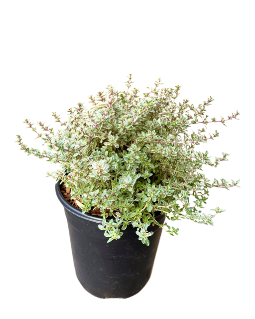 Ground Cover - Thymus vulgaris 'Silver Posie' (1 Gallon)