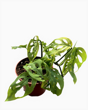 Load image into Gallery viewer, Tropical - Monstera adansonii &#39;Swiss Cheese Plant&#39; (4 Inch Round) Product vendor
