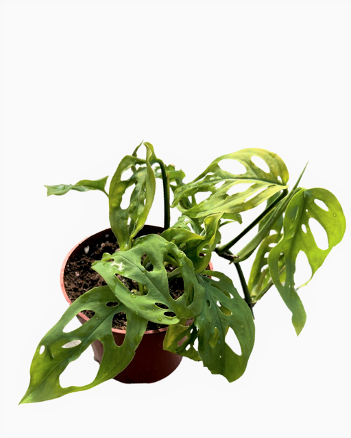 Tropical - Monstera adansonii 'Swiss Cheese Plant' (4 Inch Round)