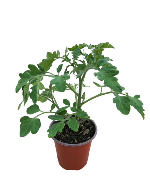 Fruit - Solanum lycopersicum 'Tumbler Tomato' (3.5 Inch)