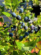 Load image into Gallery viewer, Fruit - Vaccinium corymbosum &#39;Duke Blueberry&#39; (1 Gallon)
