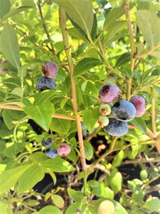 Fruit - Vaccinium corymbosum 'Elliott Blueberry' (1 Gallon)