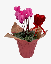 Load image into Gallery viewer, Valentine&#39;s Day - Cyclamen Pink (4 Inch Pink Wrap with Heart Pick)
