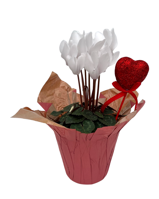 Valentine's Day - Cyclamen White (4 Inch Pink Wrap with Heart Pick)