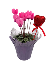 Load image into Gallery viewer, Valentine&#39;s Day - Cyclamen Pink (4 Inch Purple Wrap with Heart Pick)
